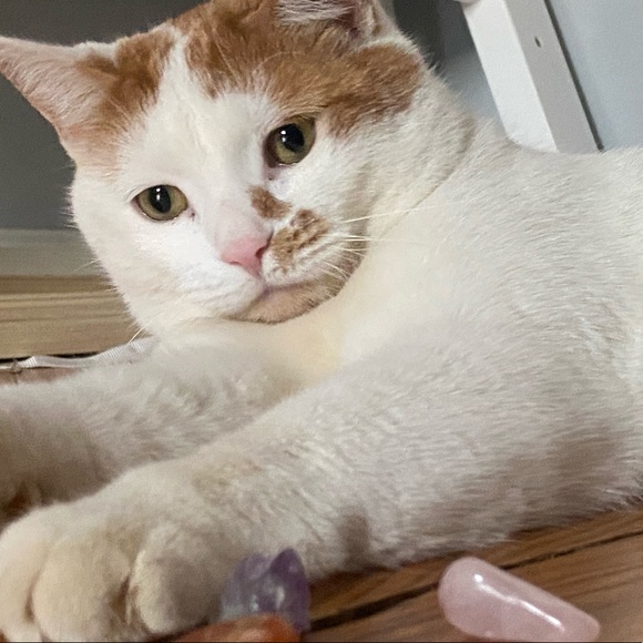 Meet your Posher, Molly - Picture 1 of 1